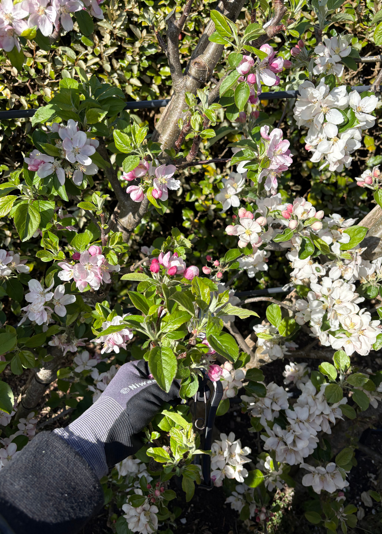 a trimmed apple blossom after pruning