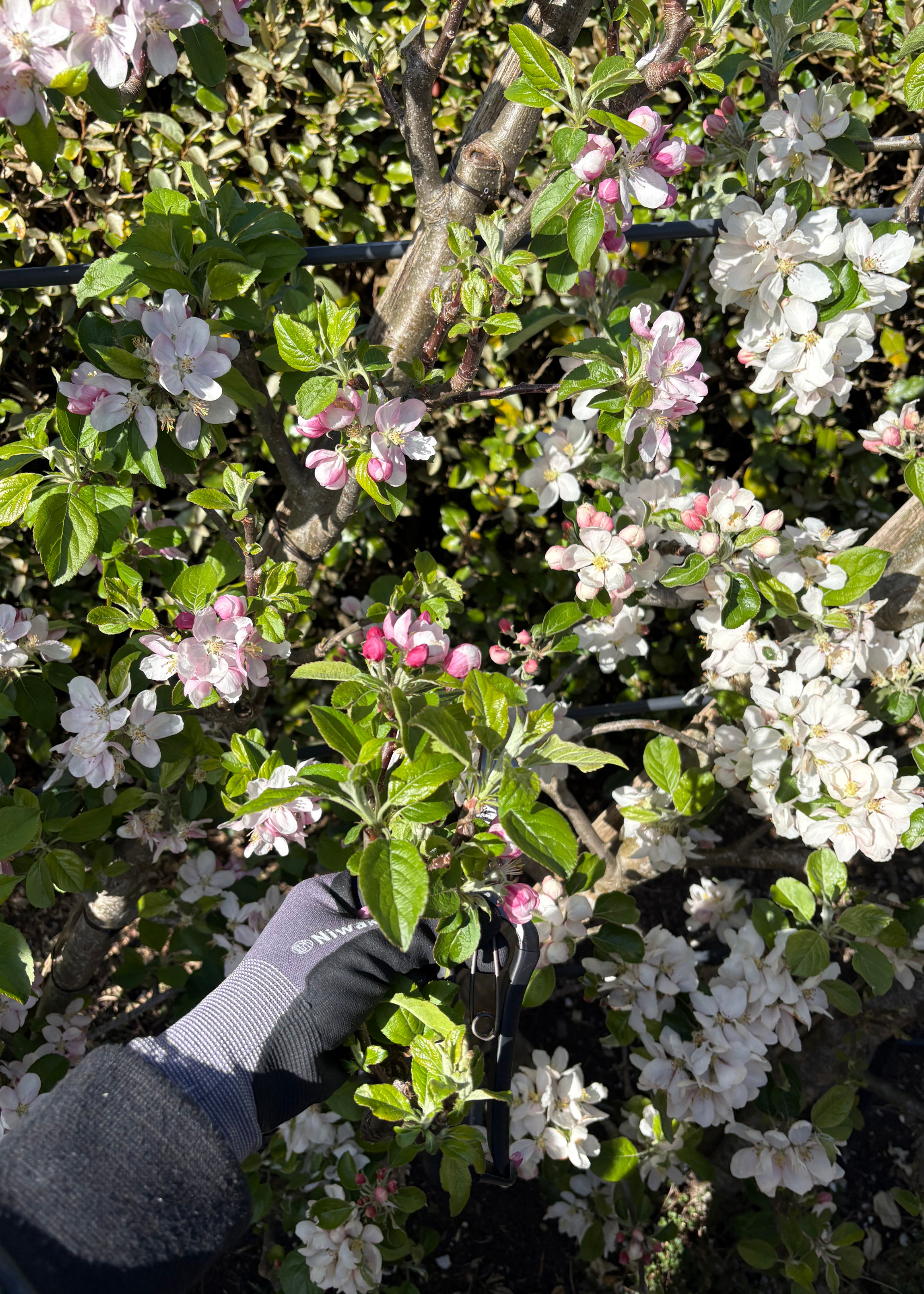 a trimmed apple blossom after pruning