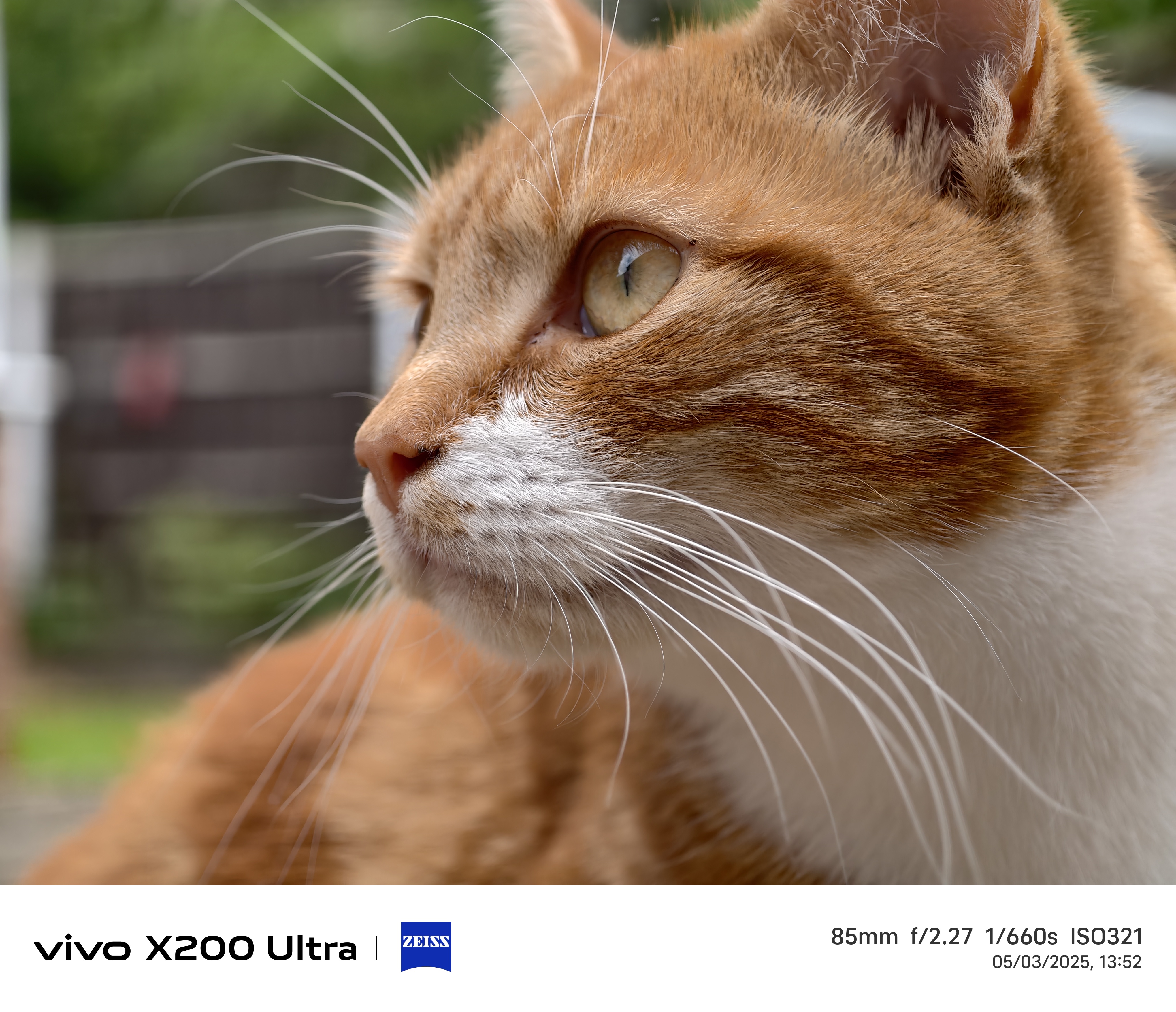 Close up of a ginger cat's face