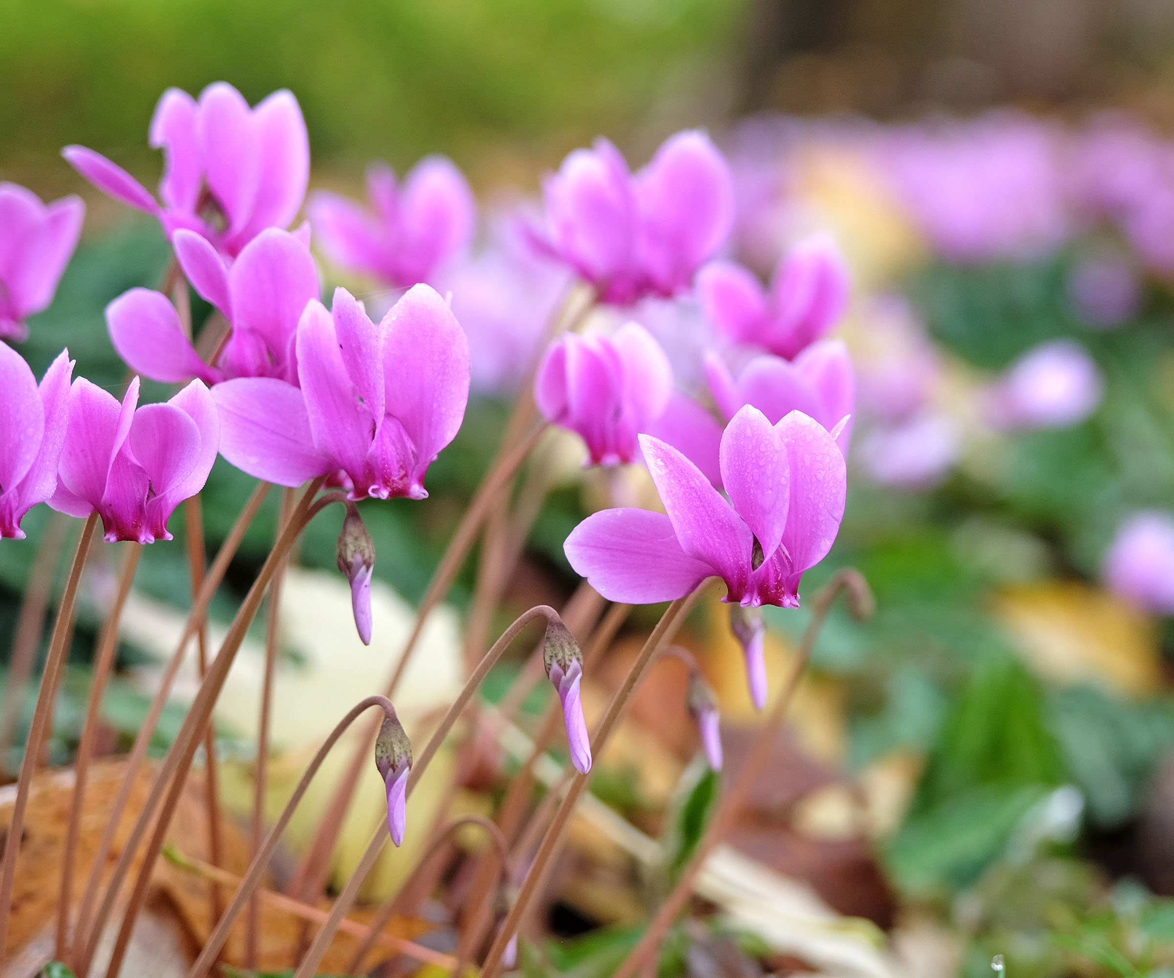 Hardy Cyclamen in sharp focus