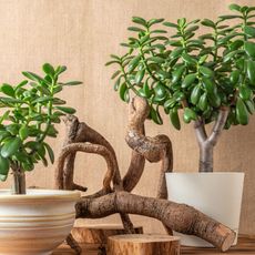 jade houseplants and wood arranged mindfully with feng shui