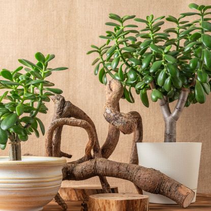 jade houseplants and wood arranged mindfully with feng shui