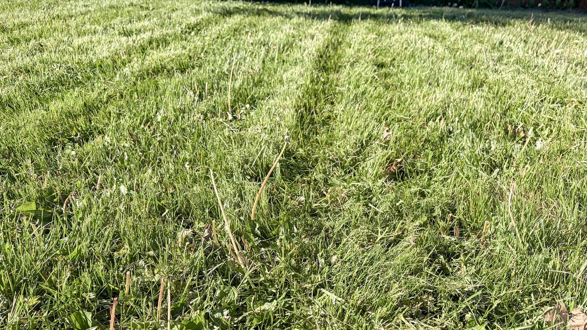 Lawn after being mowed by Lymow One Plus robot mower