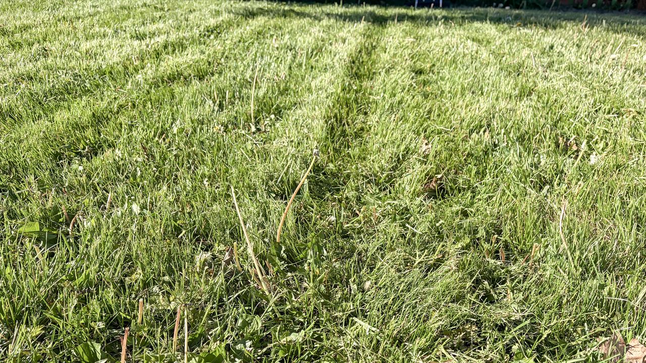 Lawn after being mowed by Lymow One Plus robot mower