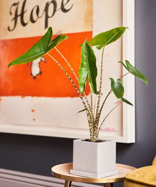 houseplant in white pot