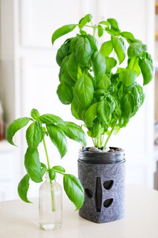 A basil cutting in a small glass bottle next to a basil plant growing in a mason jar