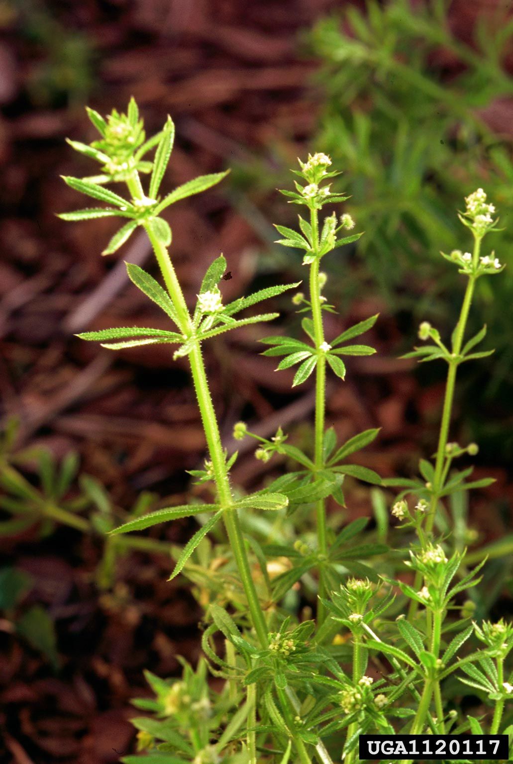 Goosegrass Weeds