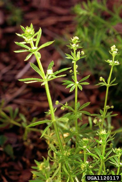 Goosegrass Weed Control - Information About How To Kill Goosegrass