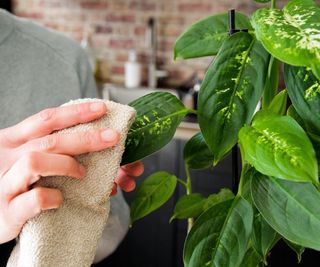 Clean houseplant leaves