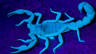 A scorpion glowing under a UV light