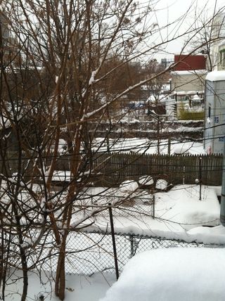 Snowy backyards in Brooklyn