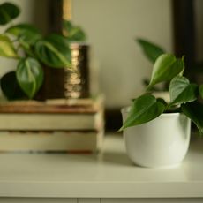 philodendron houseplant