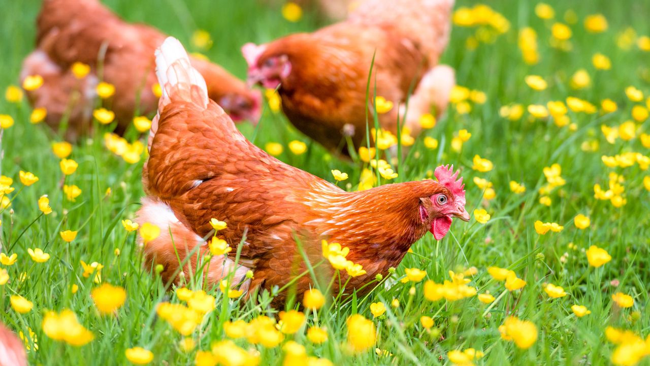 chickens pecking grass in the garden