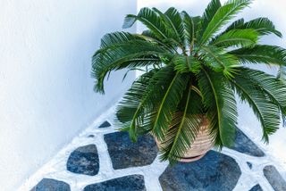 potted palm on a patio