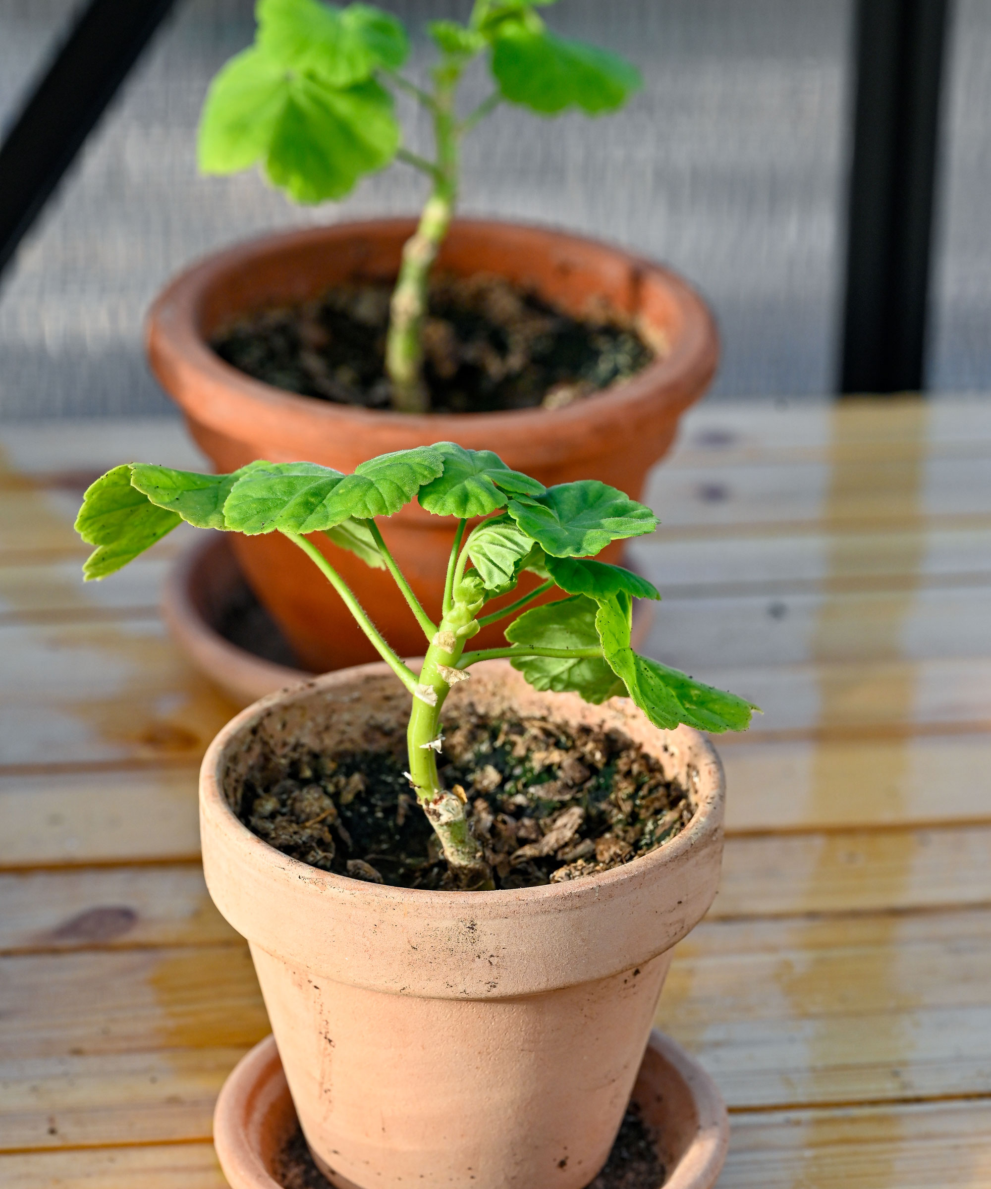 small geranium cuttings in pots