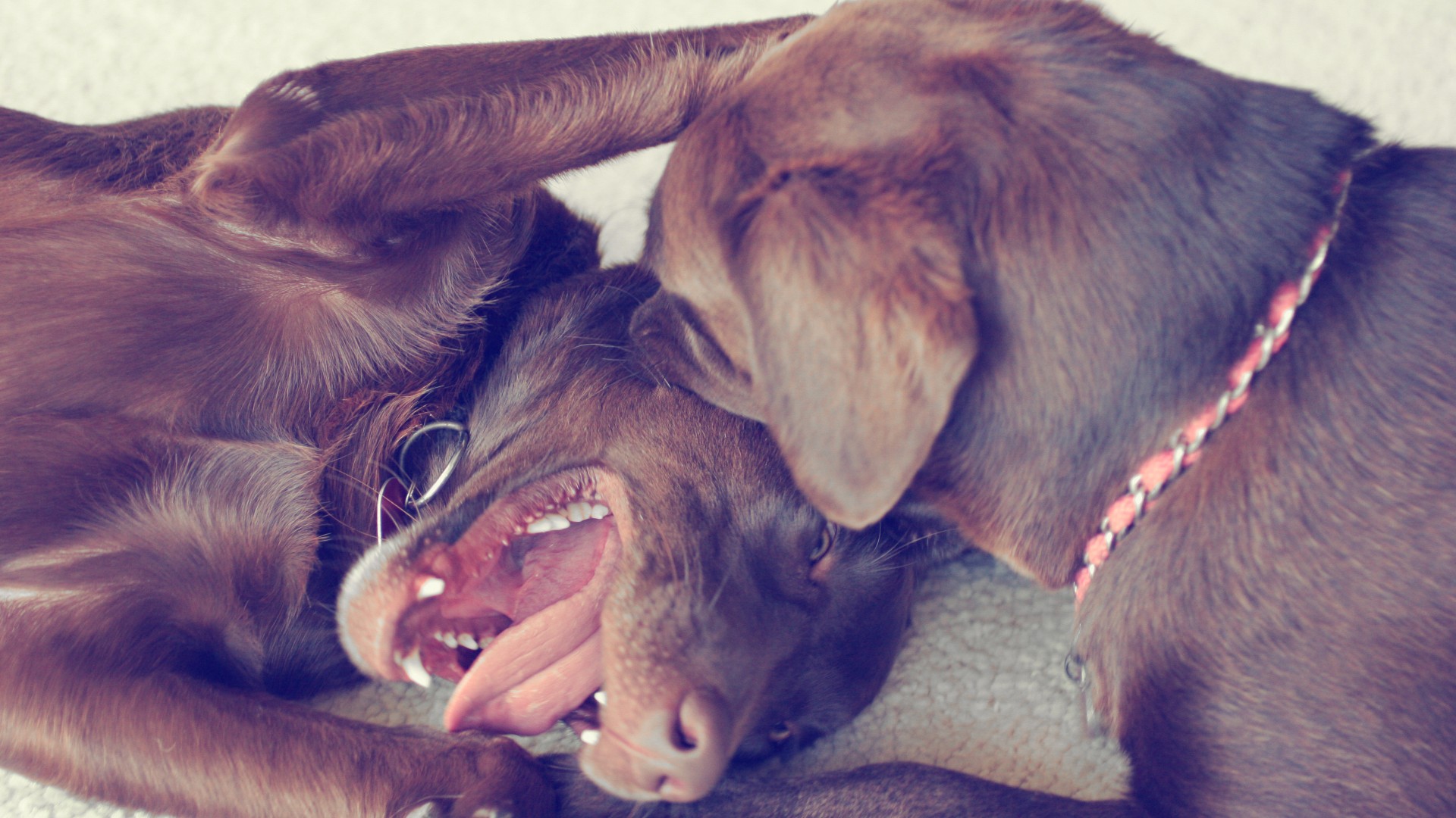 How to Tell If Dogs Are Playing or Fighting & Playing Too Rough