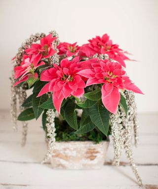 ponsettia plant in a pot for Christmas