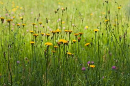 Dandelions And Other Plants In Tall Grass