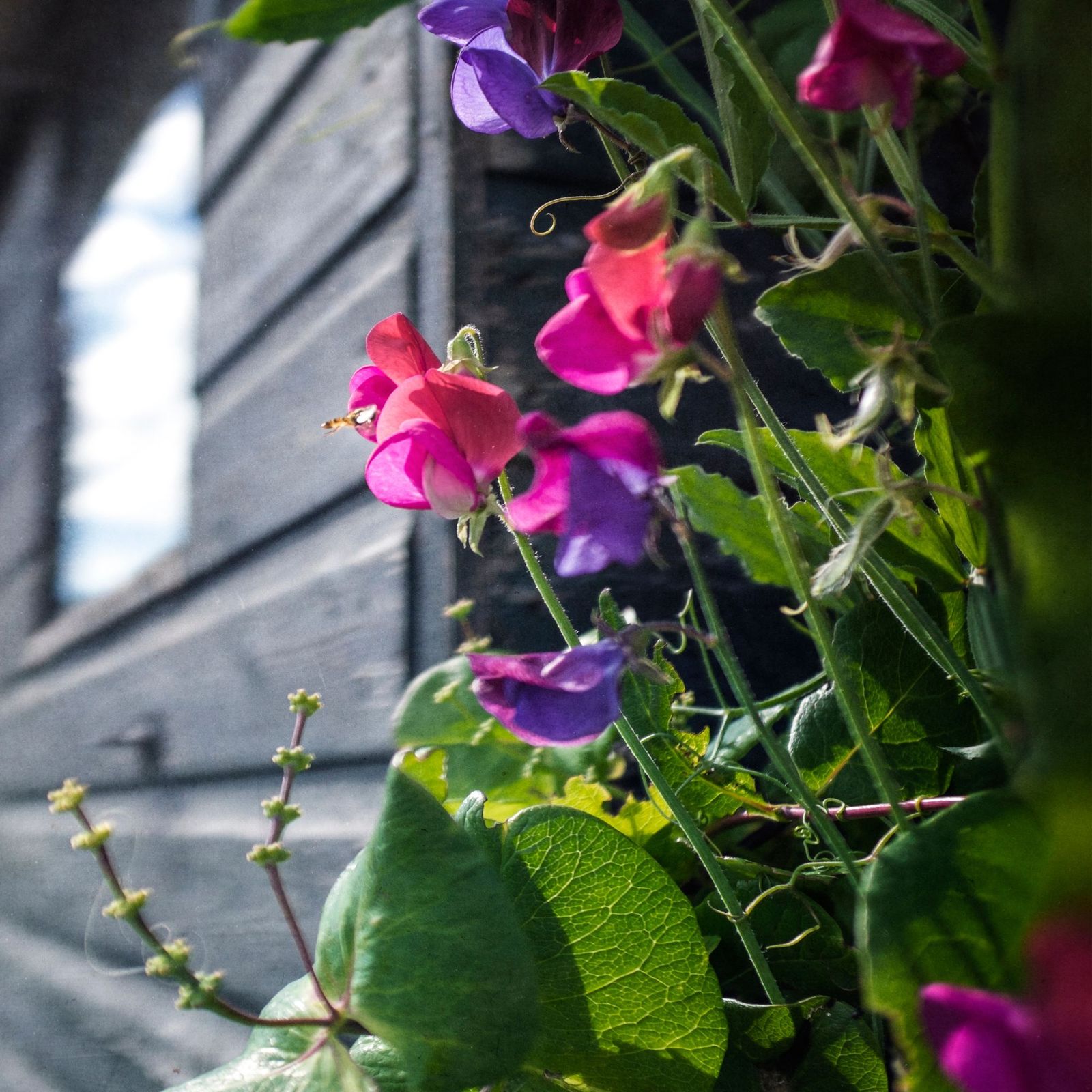 How to care for sweet peas – feeding, watering and more | Ideal Home