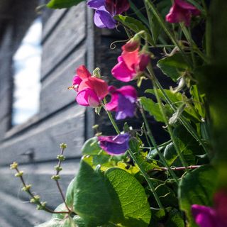 A sweetpea growing up against a dark shed