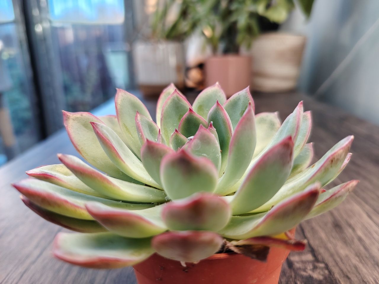 Honor Magic 8 Lite camera samples