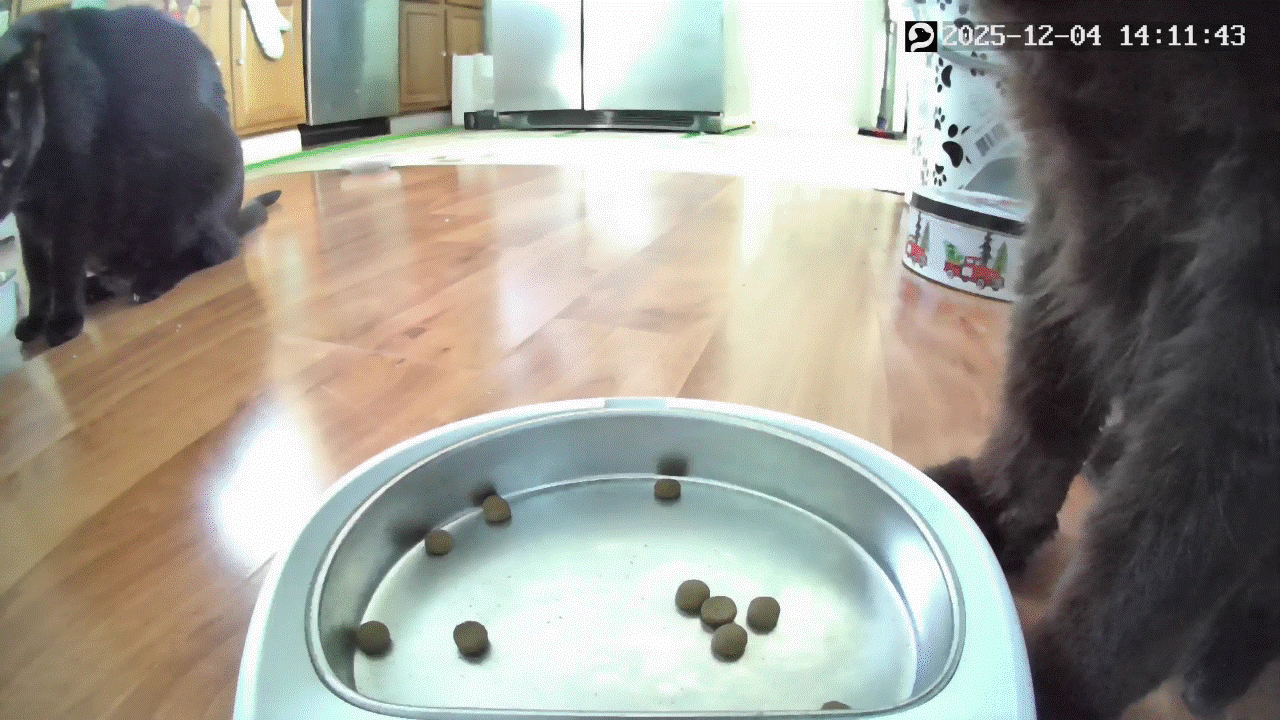 Petlibro Granary Smart Camera Feeder video feed.