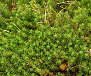 Sphagnum moss