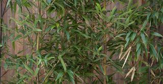 Bamboo screening growing in front of a garden fence