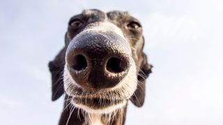 Interesting dog facts - dog's nose