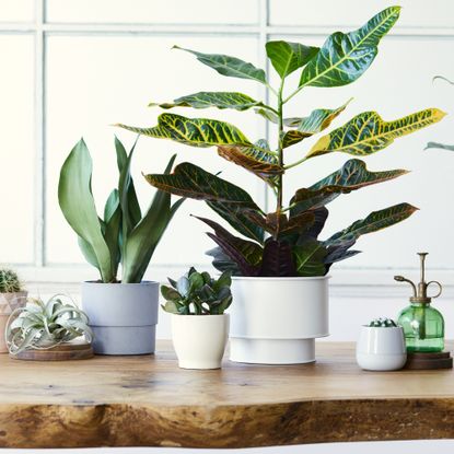Houseplants on wood table