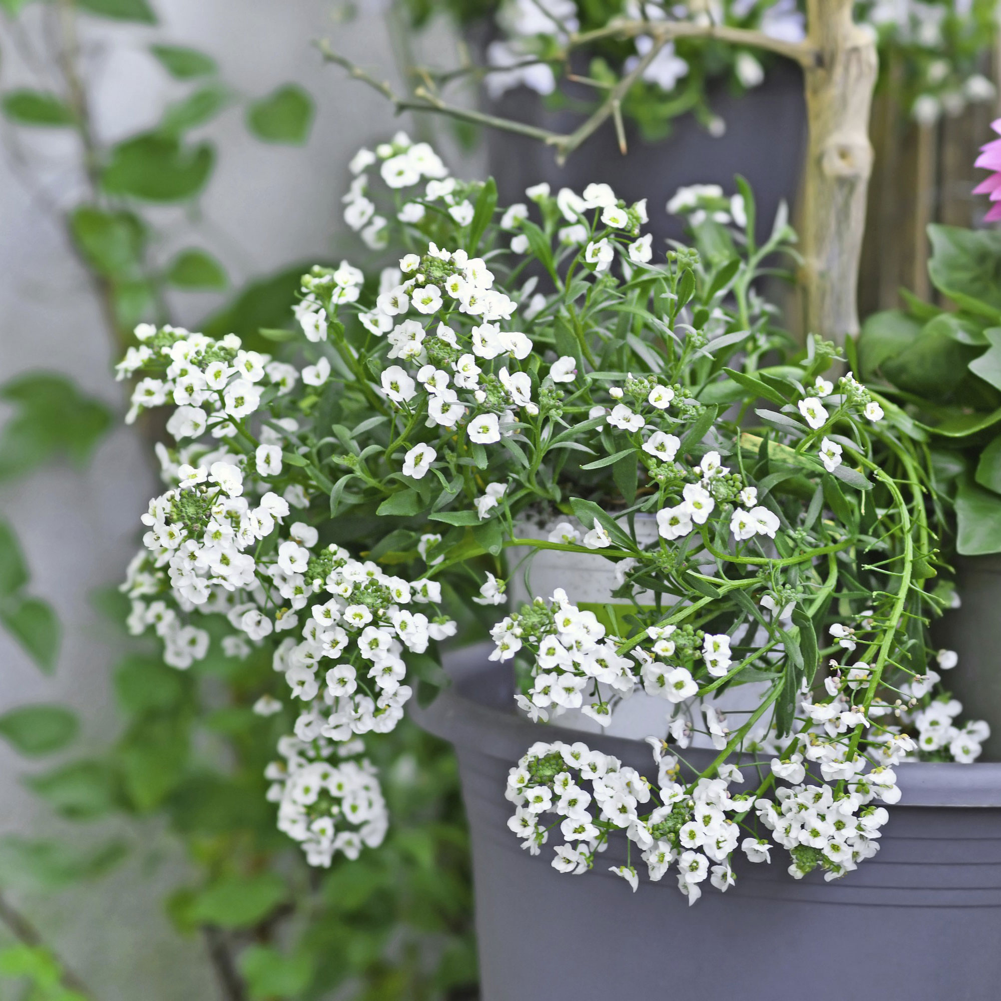 Sweet alyssum in a container