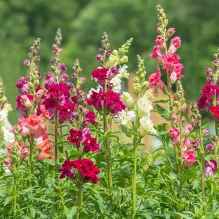 Snapdragon, Madame Butterfly Mix Hybrid