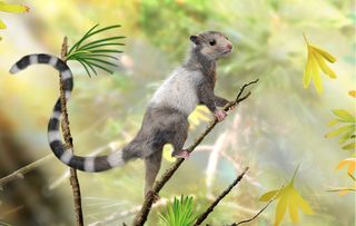 A newfound extinct mammal species, now named <em>Xianshou songae</em> and shown in this reconstruction, was a mouse-sized tree dweller in the Jurassic forests.