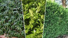  composite of three different plants that can devalue your home 