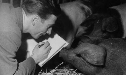 Animator Eddie Radage sketches pigs in 1953 in preparation for his work on the film adaptation of George Orwell's Animal Farm.
