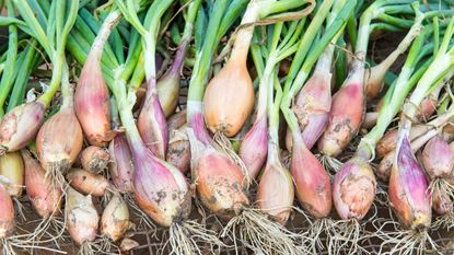 A selection of harvested shallots