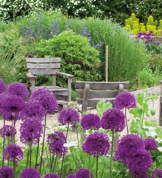 Fantastic Allium Collection