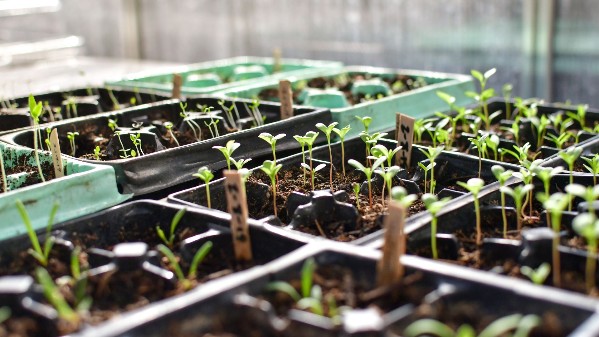 picture of seedlings growing in seed trays in a greenhouse