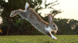 Rabbit jumping in large field