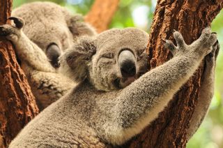 Koala bears sleeping up in the trees.