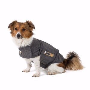 Dog wearing dog anxiety coat