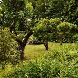 Three trees in the middle of a lawn surrounded by bushes