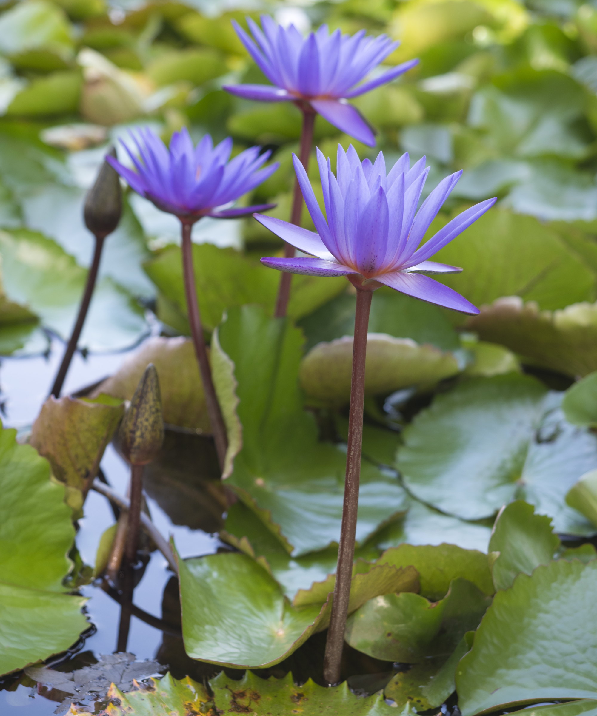 The tall purple flowers of a tropical waterlily