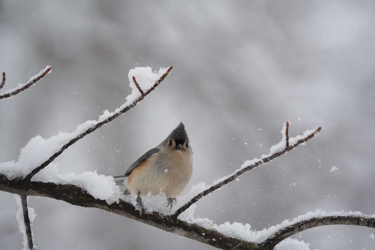 A bird photo taken with the Sony A7 V and FE 200-600mm f/25.6-6.3 G OSS