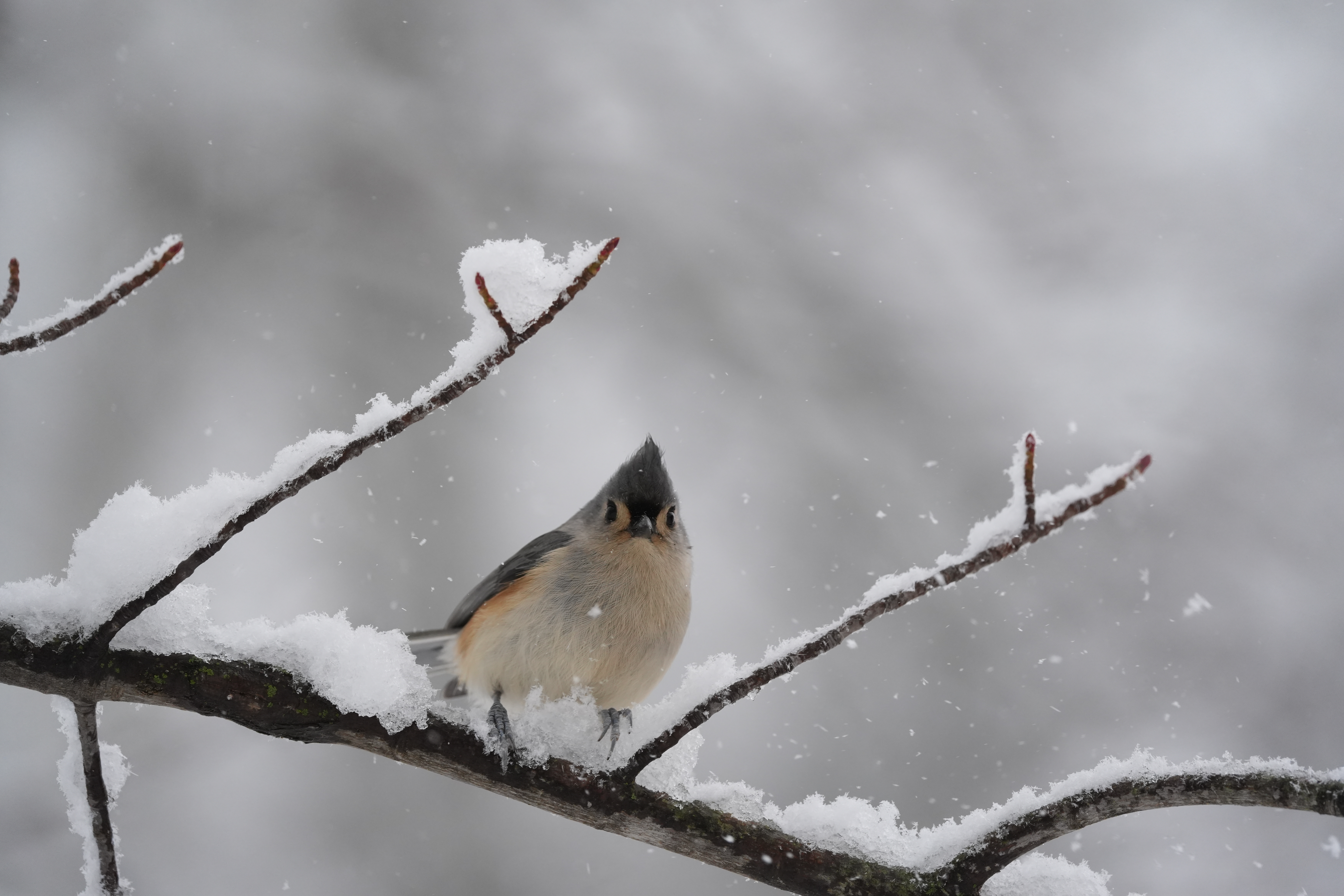 A bird photo taken with the Sony A7 V and FE 200-600mm f/25.6-6.3 G OSS