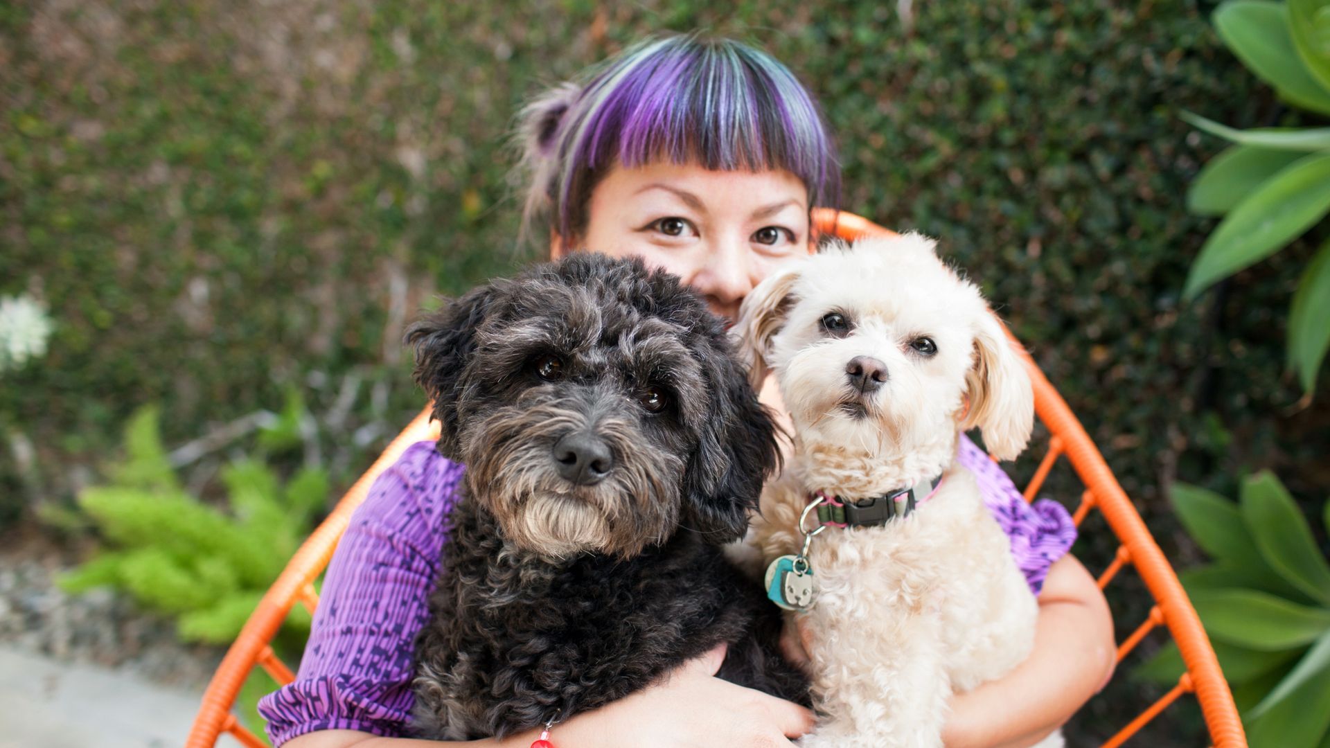 Here’s how to get two dogs from different households to get along