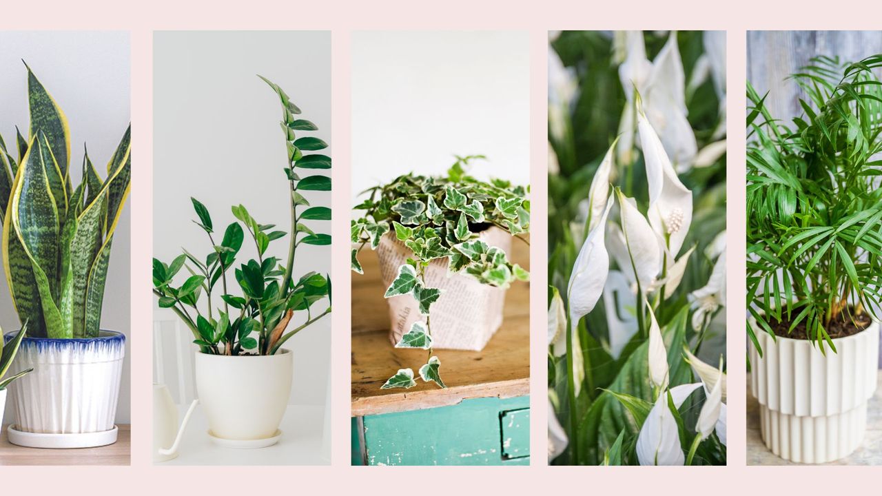 composite of snake plant, ZZ plant, english ivy, peace lily and palor palm