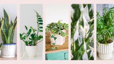 composite of snake plant, ZZ plant, english ivy, peace lily and palor palm