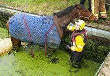 Horseswimmingpoolrescue.jpg