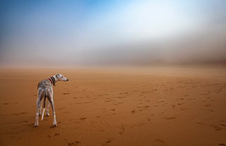 A dog standing on a beach on a misty morning
